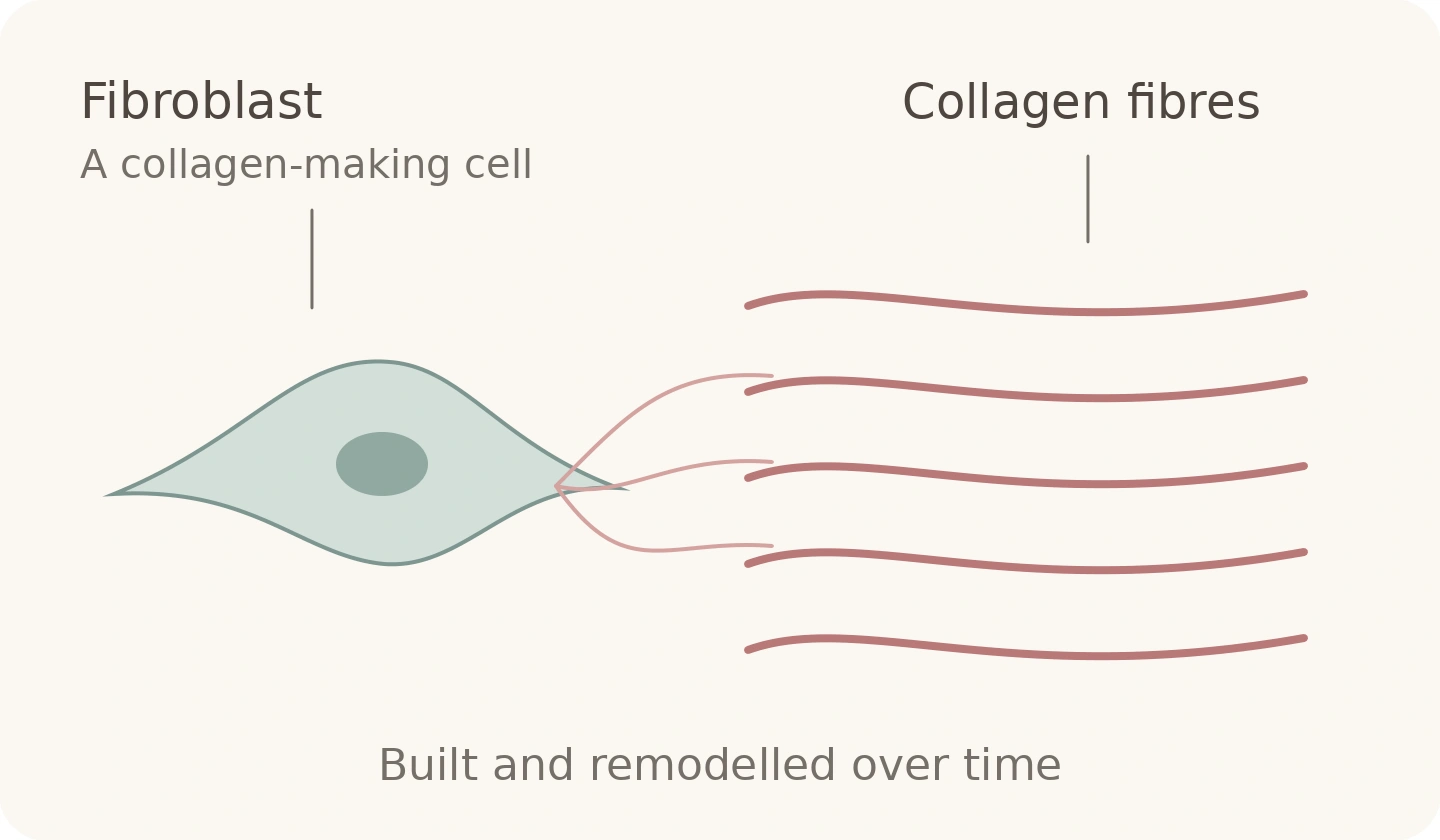 Simple diagram of a fibroblast and collagen fibres produced during the repair process.