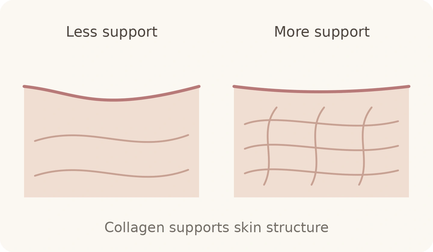 Conceptual comparison showing collagen support underneath skin, not a predicted before-and-after result.